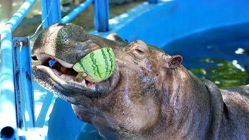 河马吃吊瓜视频大全集,趣味视频大盘点