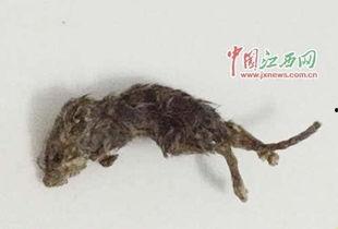 山东老鼠吃瓜新闻视频下载,老鼠成群结队“吃瓜”盛况引关注