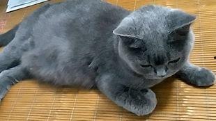 吃瓜群众小猫搞笑一个视频,笑料横生！