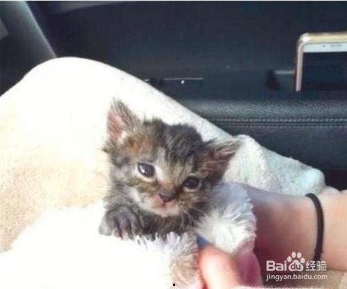 幼猫吃一点地瓜好吗视频,幼猫食用地瓜的安全性探讨