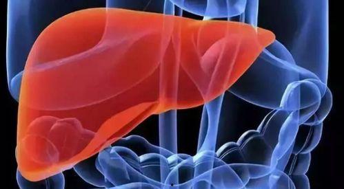 吃捧瓜对肝脏好吗视频,揭秘吃捧瓜对肝脏的益处