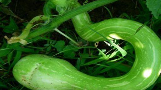 吃蛇瓜用不用去皮呢视频,去皮还是不去皮，营养与口感大揭秘